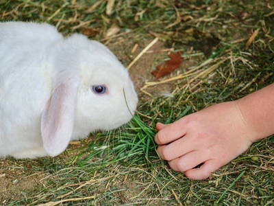 Bild 28 aus  Ferienhof Dingeldey