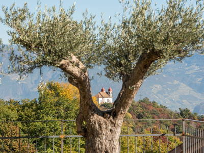 Bild 16 aus  Nofnerhof