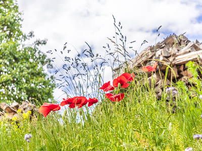 Bild 36 aus  Biobauernhof Peter Anderl Hof