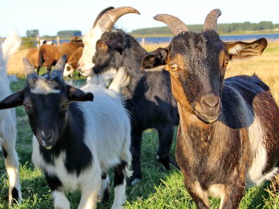 Bild 33 aus  Erlebnis-Bauernhof Kliewe auf der Insel Rügen