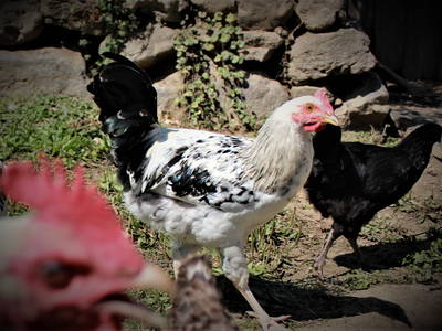 Bild 36 aus  Ferienwohnung Wenzl