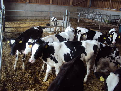 Die Kälbchen im Laufstall