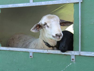 Bild 23 aus  Familien-Bauernhofurlaub im Herzen der Schweiz