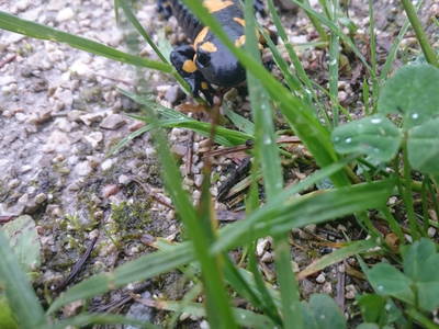 Bild 14 aus  Bauernhof Rupertiblick