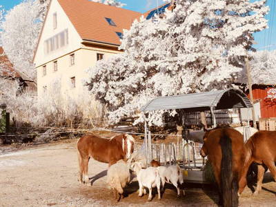 Bild 28 aus  Ferienwohnung Dachsmühle: Natur und Tiere