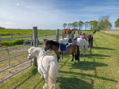 Bild 25 aus  Ferienhof Nordorfer Grashaus