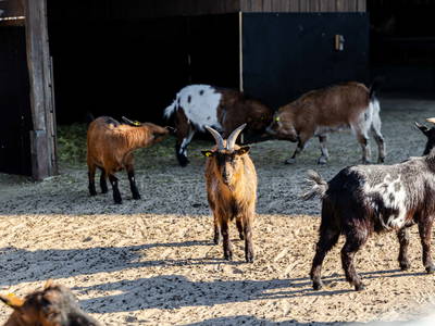 Bild 18 aus  Poenenhof