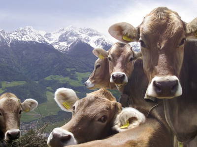 Bild 17 aus  Ban Rutzner (CIN Codex IT021011B5TZ9IFGUO)