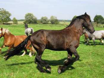 Bild 39 aus  Hof Grüneberg