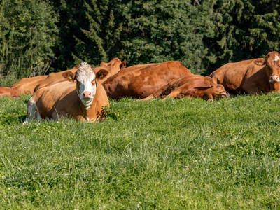 Bild 12 aus  Fuchshof