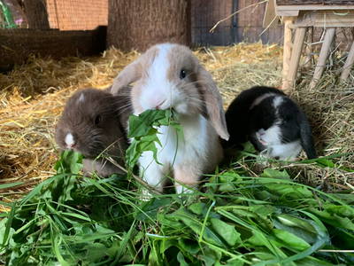 Bild 15 aus  Grünberger Hof