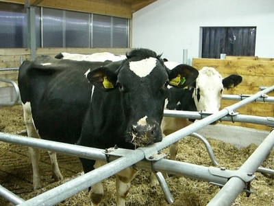 Bild 7 aus  Trafisölerhof