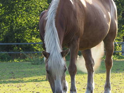 Bild 38 aus  Ferienhof Tödter