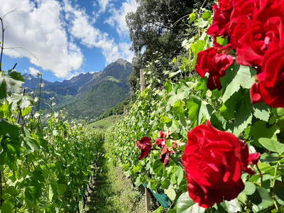 Bild 22 aus  Sittnerhof Meran - Tradition seit 1366 -  ein Kleinod in der Stadt - in der Kurstadt Meran.