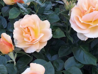 Bild 22 aus  Gut Büchenau  -  Auszeit für Erholungsuchende & Naturliebhaber