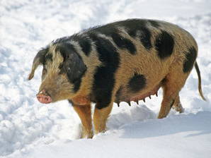 Bild 13 aus  Nutztier-Arche Hof Steindamm