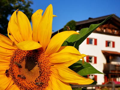 Bild 2 aus  Wastlhof  Urlaub auf dem Bauernhof