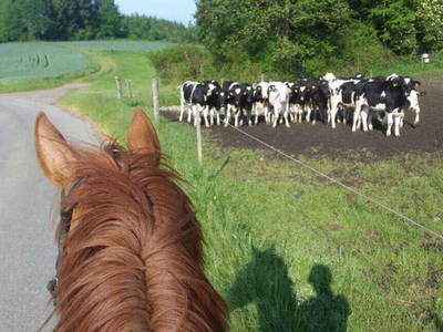 Bild 10 aus  Ferienhof Neher