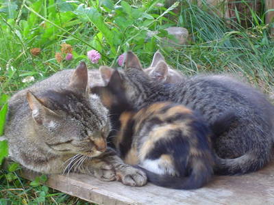 Bild 3 aus  Landhof - Familie Mairhofer