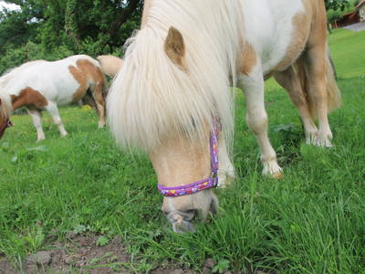 Bild 16 aus  Kaisers Hof - Urlaub auf dem Bauernhof