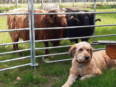 Bild 59 aus  Erlenhof im Oderbruch - Rund ums Schaf