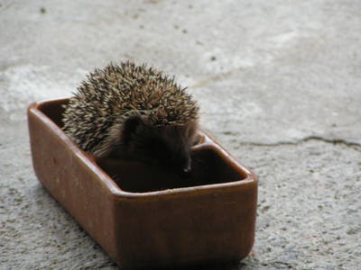 Bild 32 aus  Familien-Bauernhofurlaub im Herzen der Schweiz