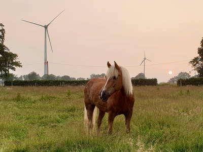 Bild 9 aus  Ferienhof-Marx
