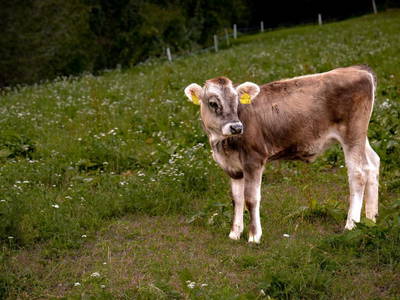 Bild 23 aus  Stillehof, Ferienwohnungen auf dem Bauernhof