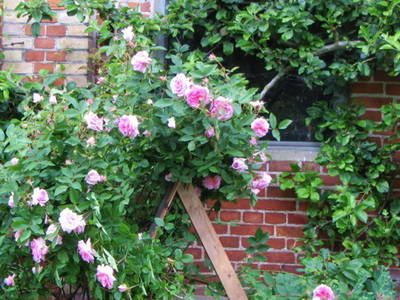 Bild 7 aus  Ferienhof  Moos