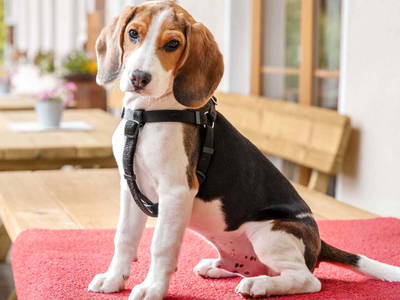 Bild 29 aus  Huberhof