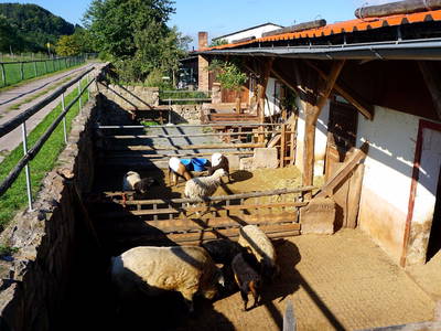 Schweine, Schafe und Ziegen