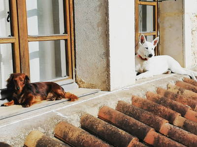 Bild 25 aus  Le Colombié - Ferienhäuser an der Dordogne mieten