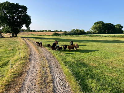 Bild 18 aus  Bauernhof Krebs