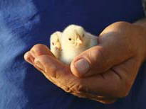 Bild 16 aus  Oberköbenhof