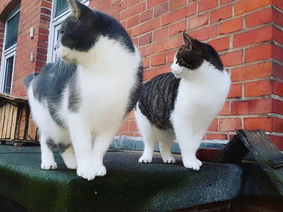 Bild 54 aus  LandSelection Drewes-Hof