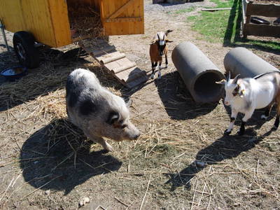 Bild 38 aus  Ahoi Ostsee:  Bauernhof und OstseeUrlaub - Ferienhof Becker in Dahme
