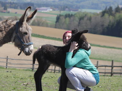 Bild 18 aus  Ponyferienhof