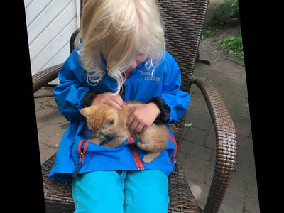 Bild 10 aus  Ferienhof Messer  Bauernhofurlaub  Ostseenähe  Ponys