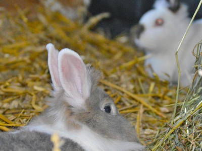 Die Hasen warten auf Leckerli's
