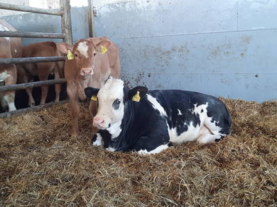 Bild 27 aus  Simmernhof - Familienurlaub auf dem Bauernhof