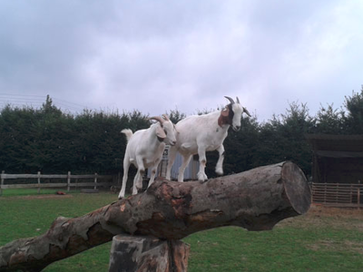 Bild 15 aus  Hof Berensheck