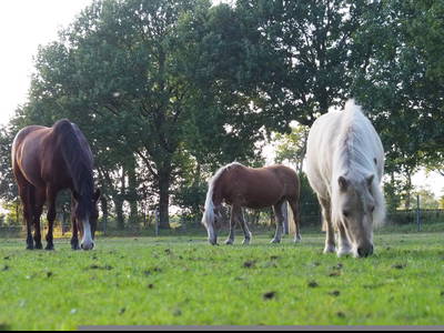 Bild 6 aus  Ferienhof Tödter