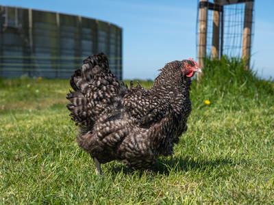 Bild 13 aus  Lindenhof