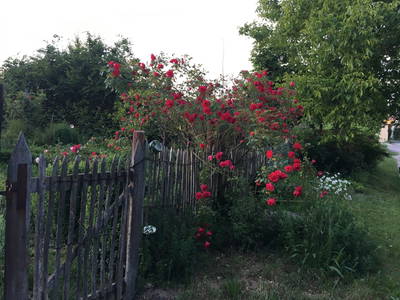 Bild 10 aus  BIO HOF BRINKMANN