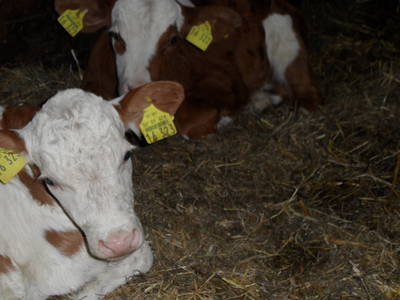 Bild 12 aus  Steffahof - Mitglied von LandSelection