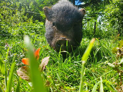 Bild 22 aus  Ferienhof   Witte Haubarg                -  2025 Beliebtester Ferienhof für Familienurlaub