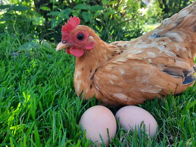 Bild 11 aus  Mojer Hof