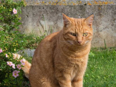 Bild 26 aus  Appartement Birkenhof - Urlaub mit Pferden und Alpakas