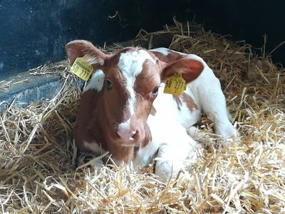 Bild 25 aus  Ferienhof Wichmann