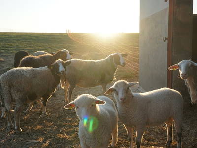 Bild 12 aus  Biohof Casa Rural